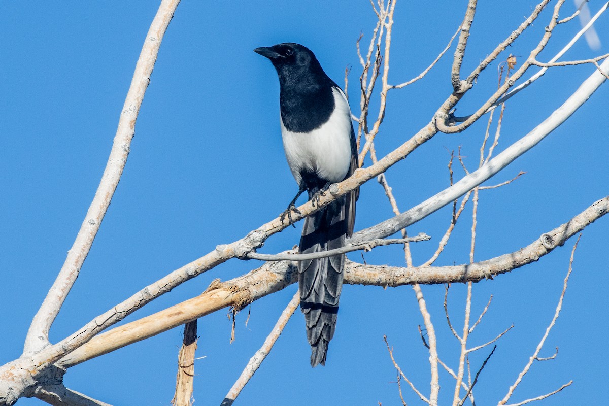 Сорока канадська - ML647856776