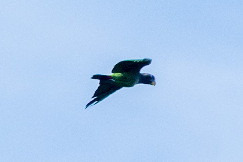 Scaly-headed Parrot - ML647856788