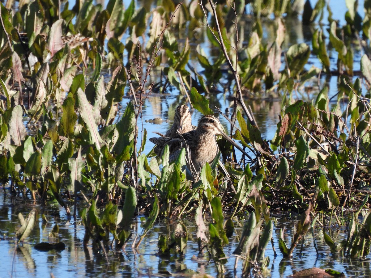 Common Snipe - ML647856822