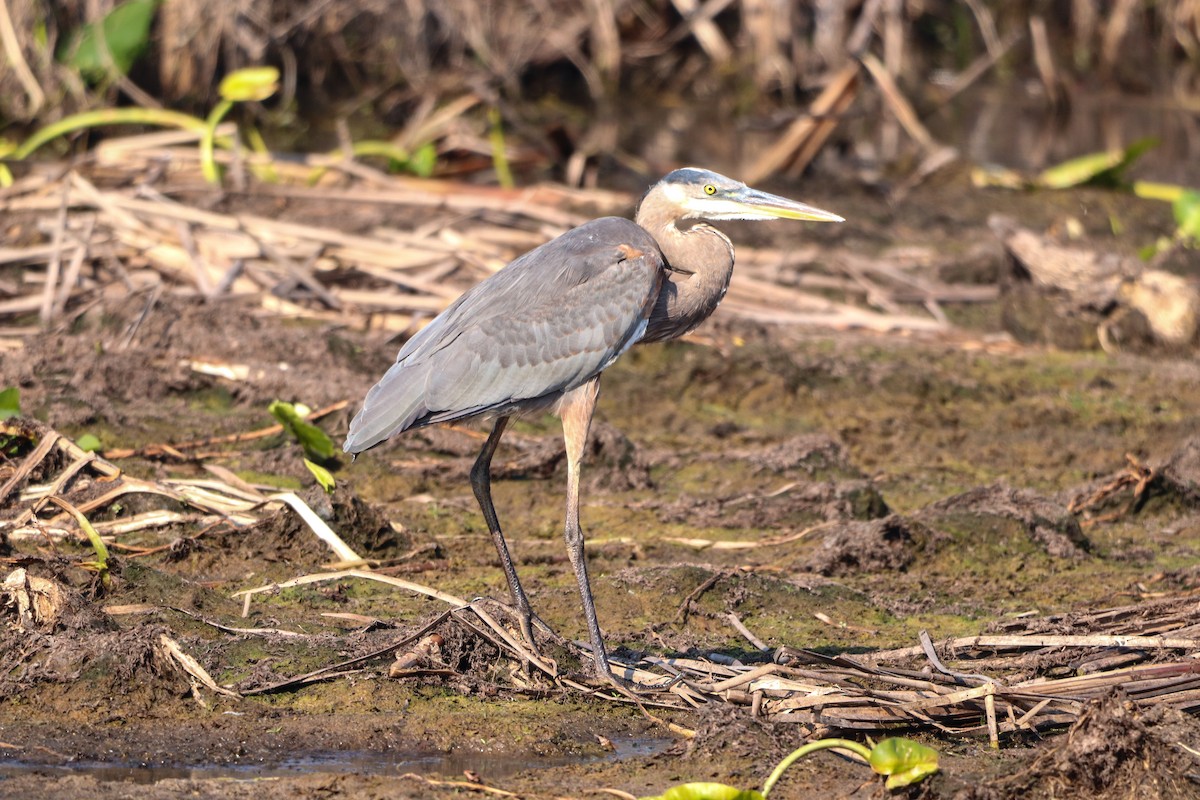 Great Blue Heron - ML647856827