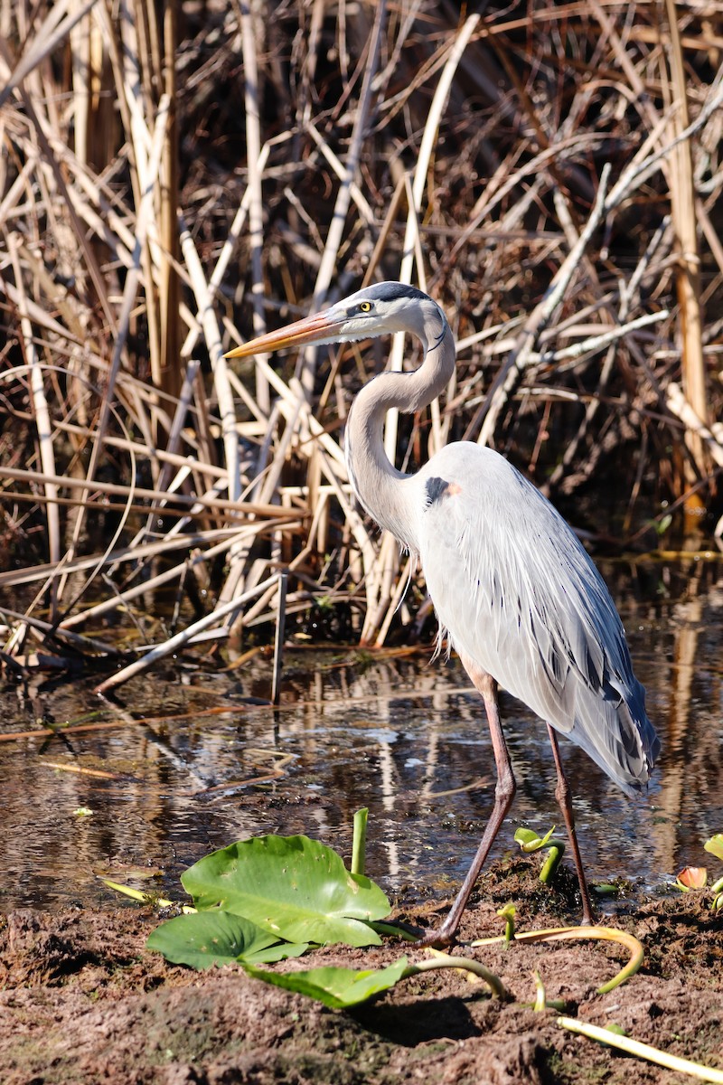 Great Blue Heron - ML647856833