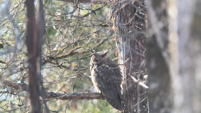 Сова вухата - ML647856836