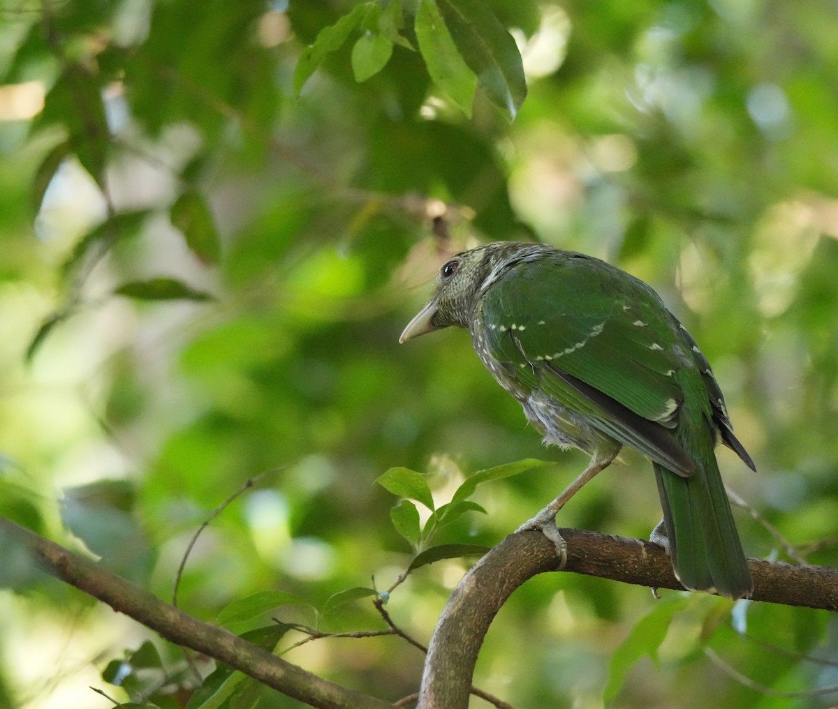 Green Catbird - ML647856868