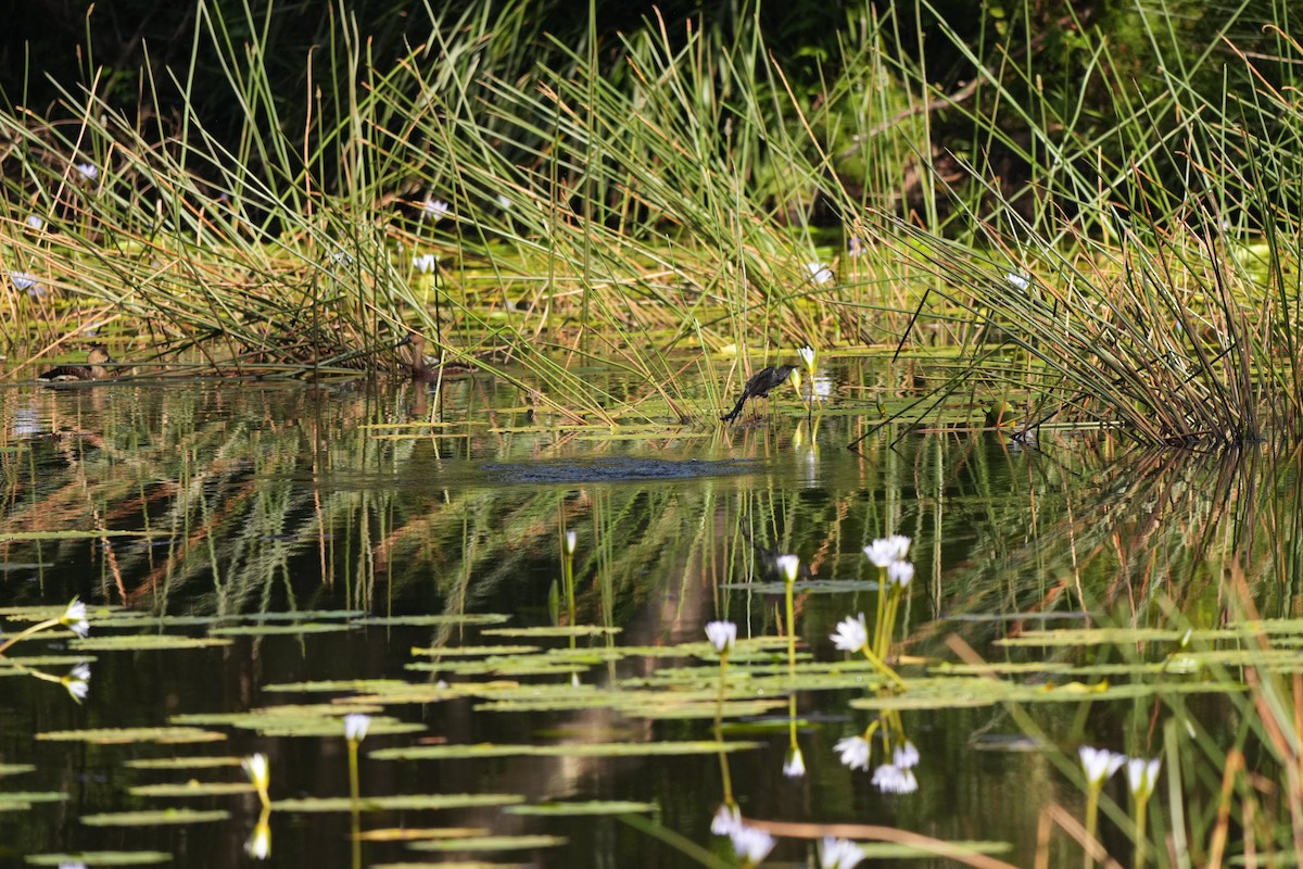 Little Wattlebird - ML647856876