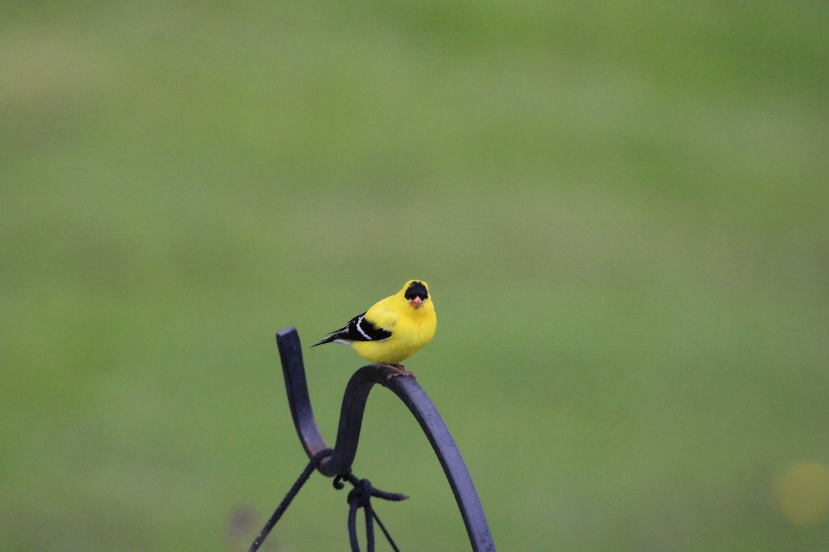 American Goldfinch - ML647856879