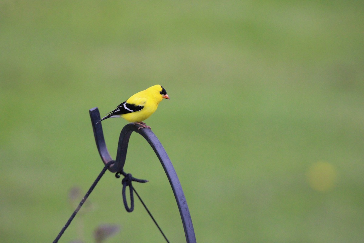 American Goldfinch - ML647856881