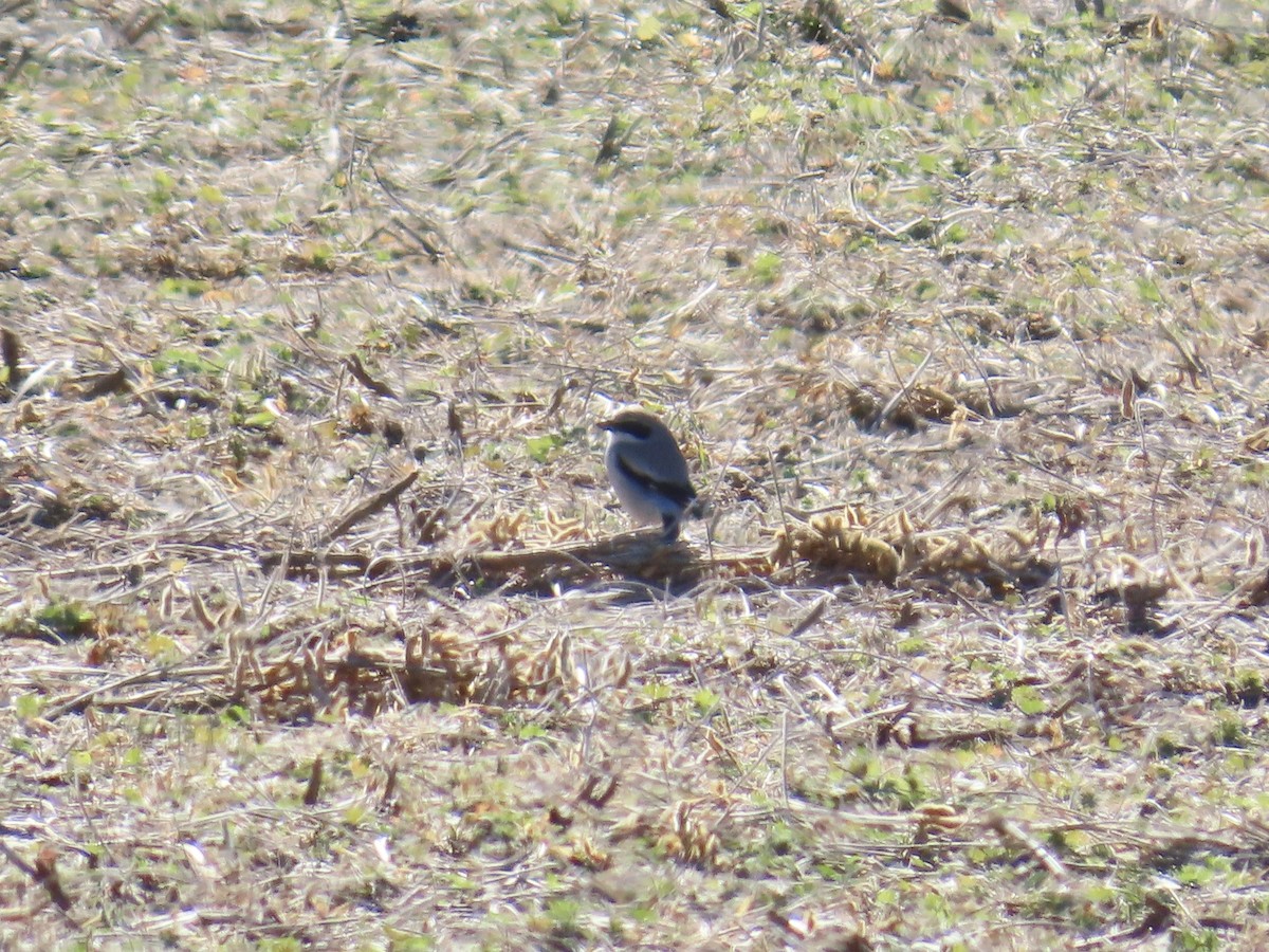 Loggerhead Shrike - ML647856886