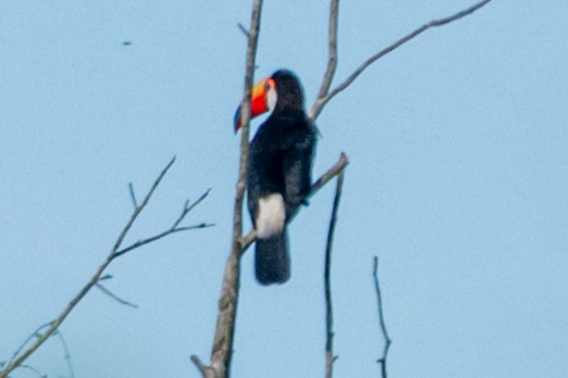 Toco Toucan - ML647856887