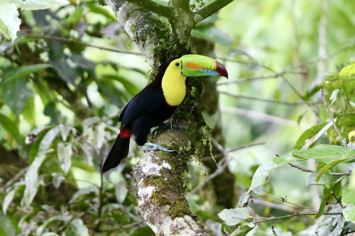 Keel-billed Toucan - ML647856888