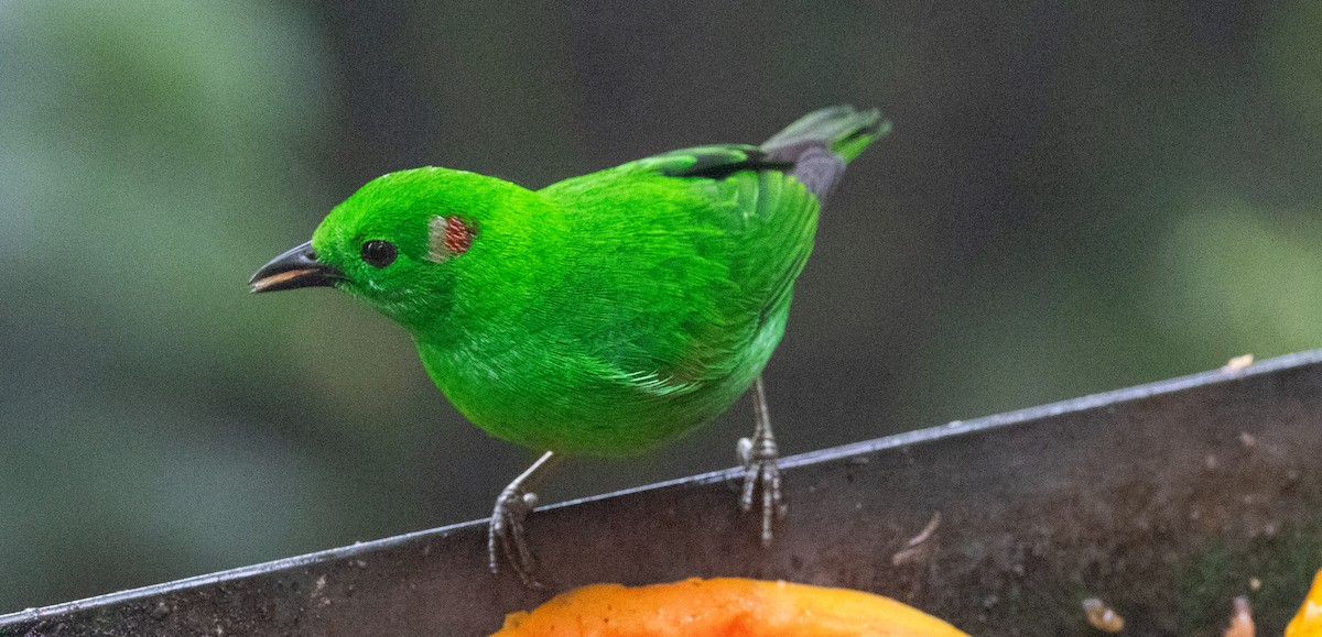 Glistening-green Tanager - ML647856889