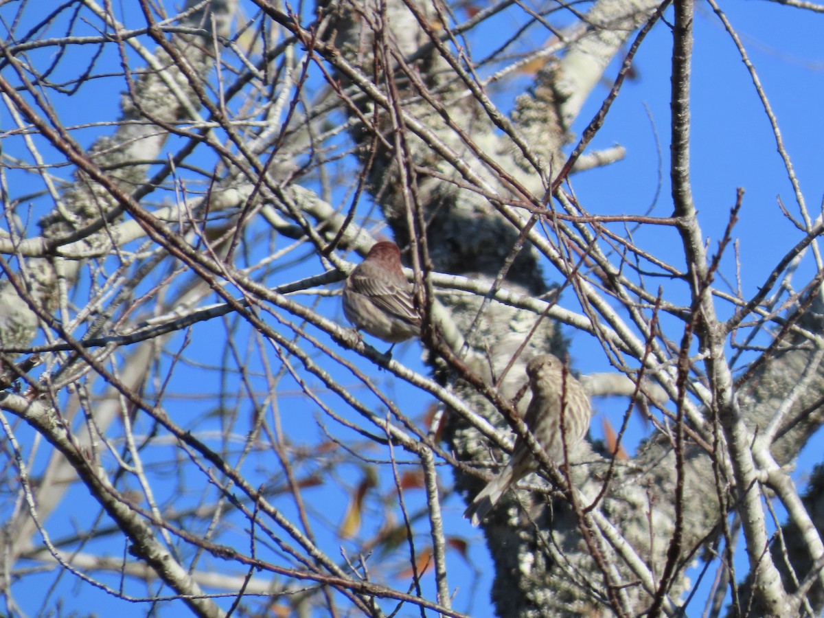 House Finch - ML647856890