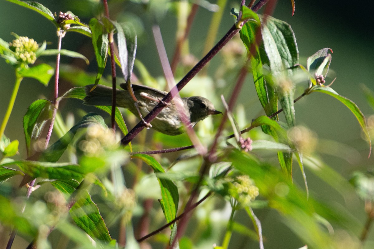 Cinnamon-bellied Flowerpiercer - ML647856891