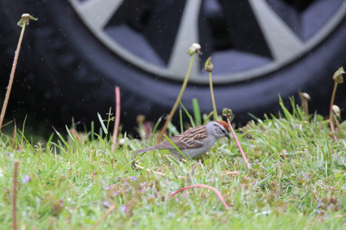 Chipping Sparrow - ML647856892