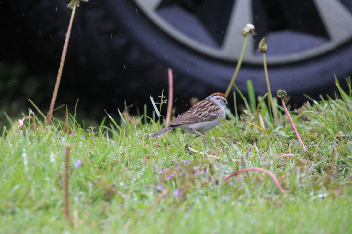 Chipping Sparrow - ML647856893