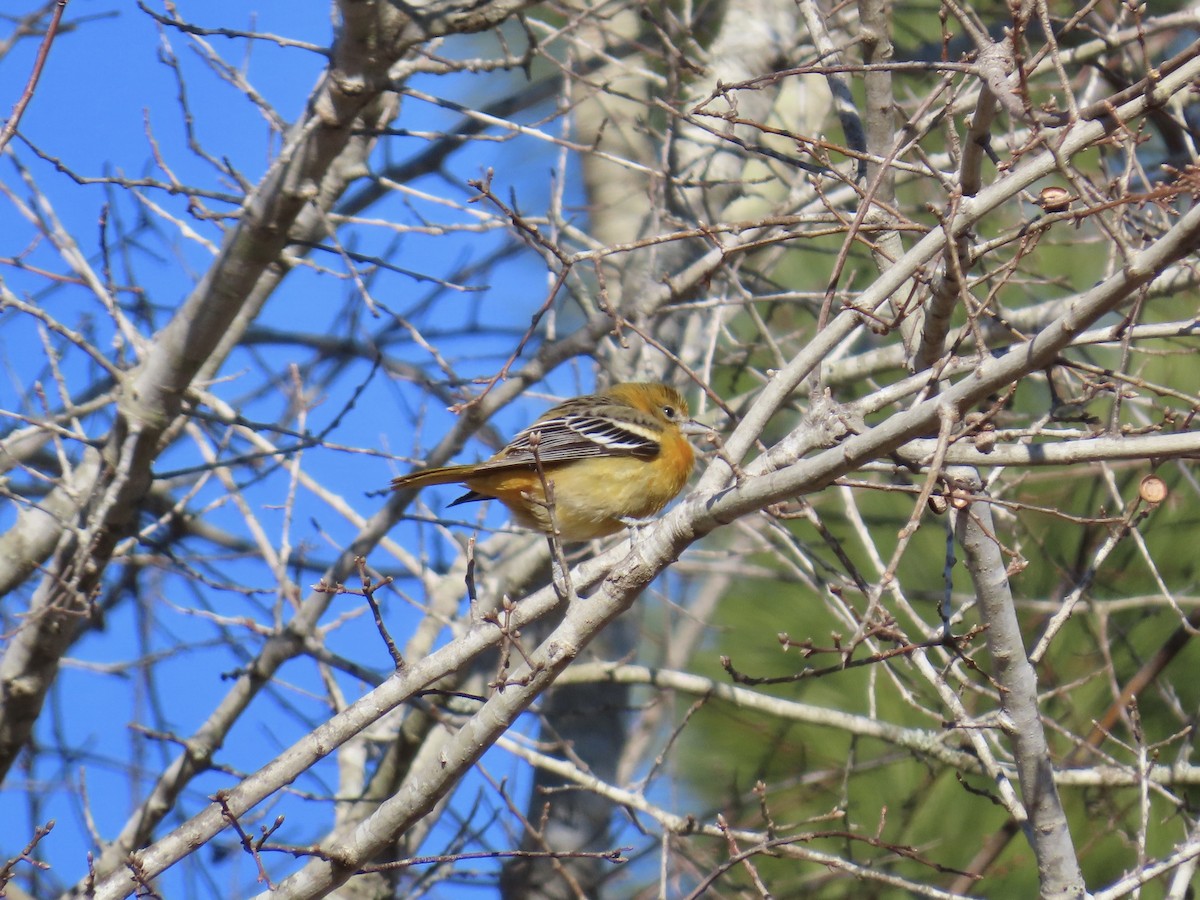 Baltimore Oriole - ML647856894