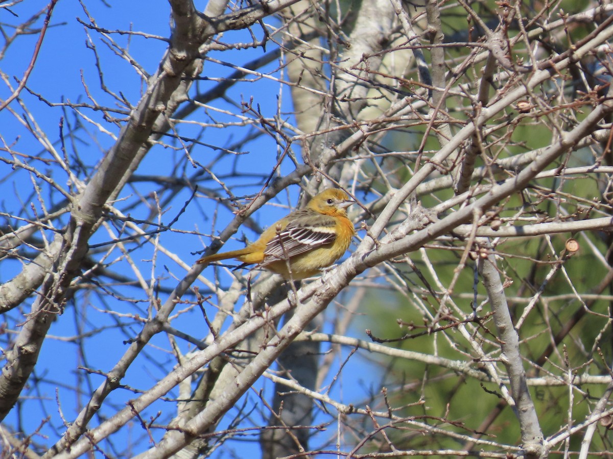 Baltimore Oriole - ML647856896