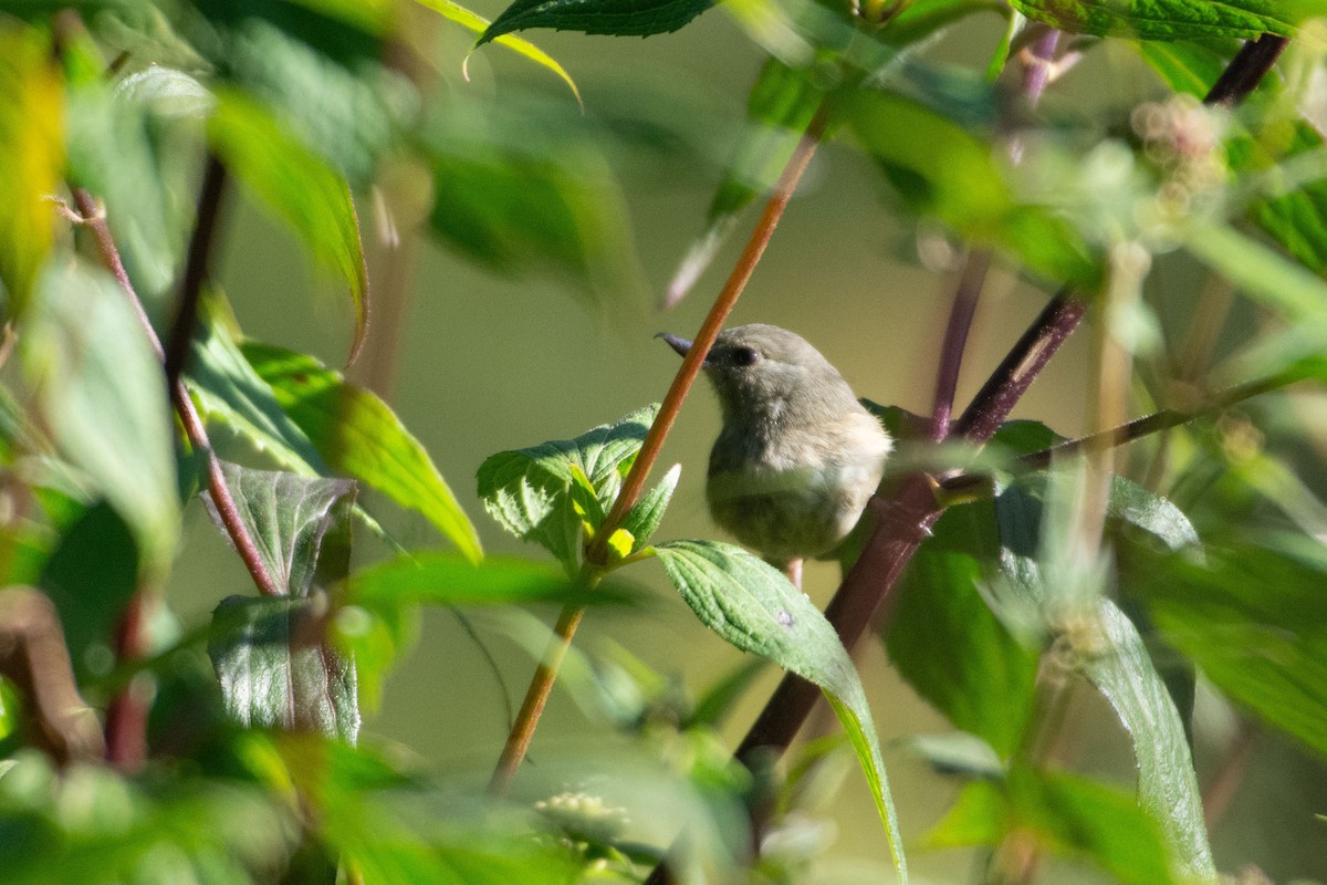 Cinnamon-bellied Flowerpiercer - ML647856897
