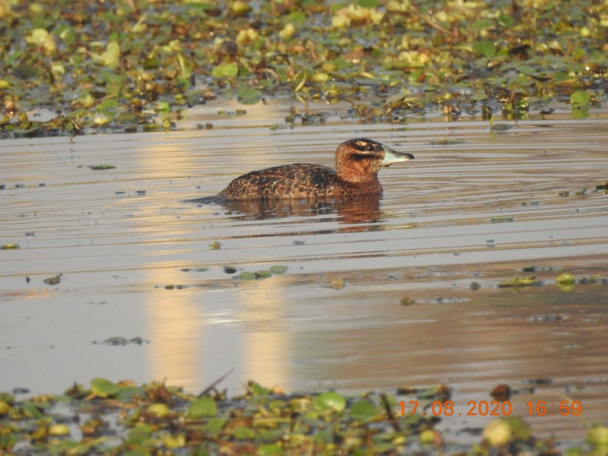 Masked Duck - ML647856899