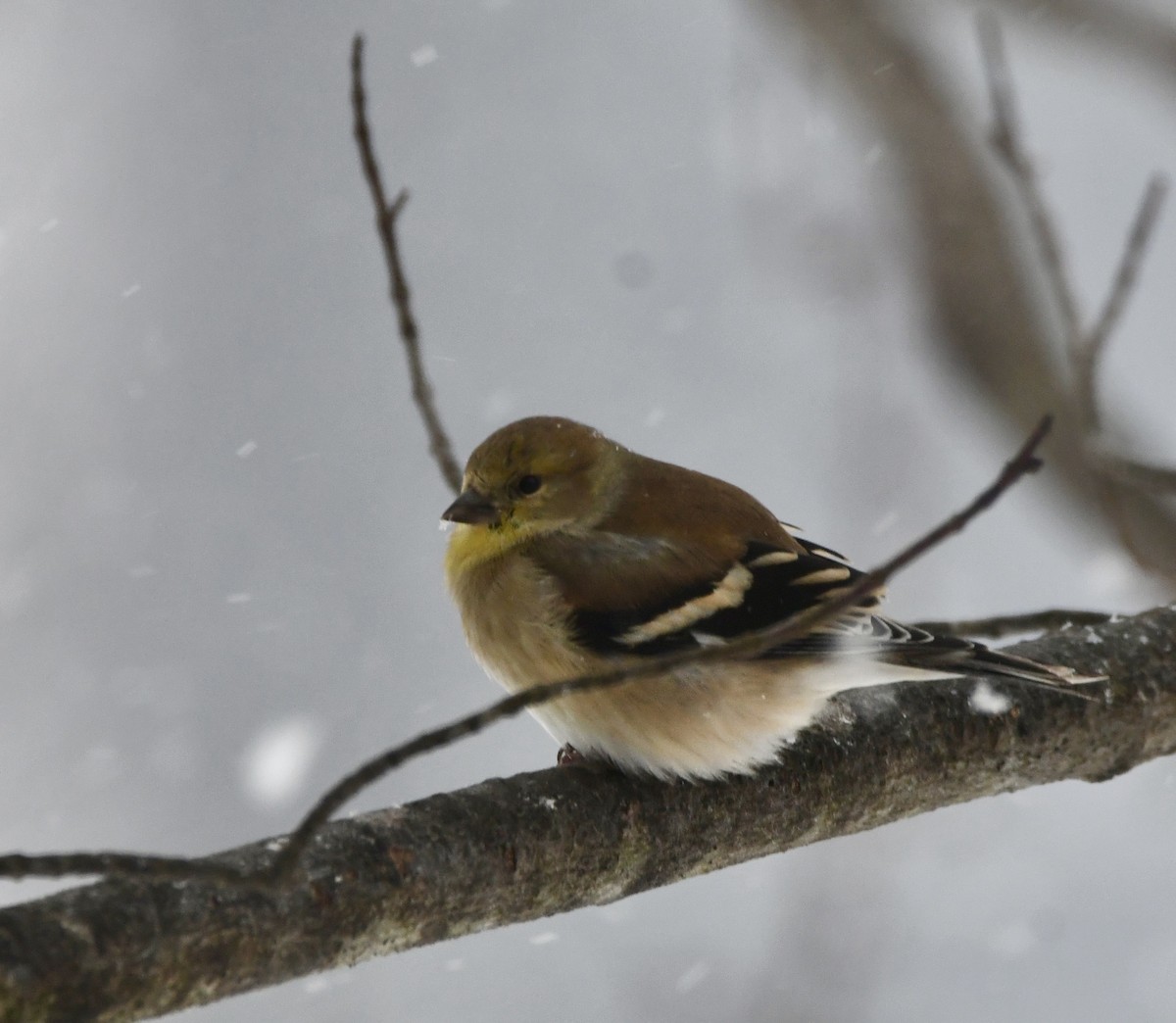American Goldfinch - ML647856905