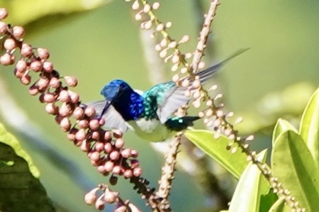 White-necked Jacobin - ML647856907