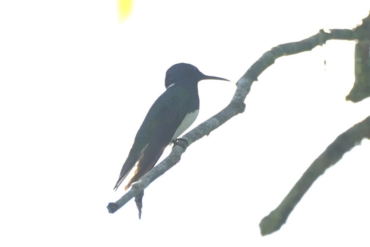 White-necked Jacobin - ML647856908