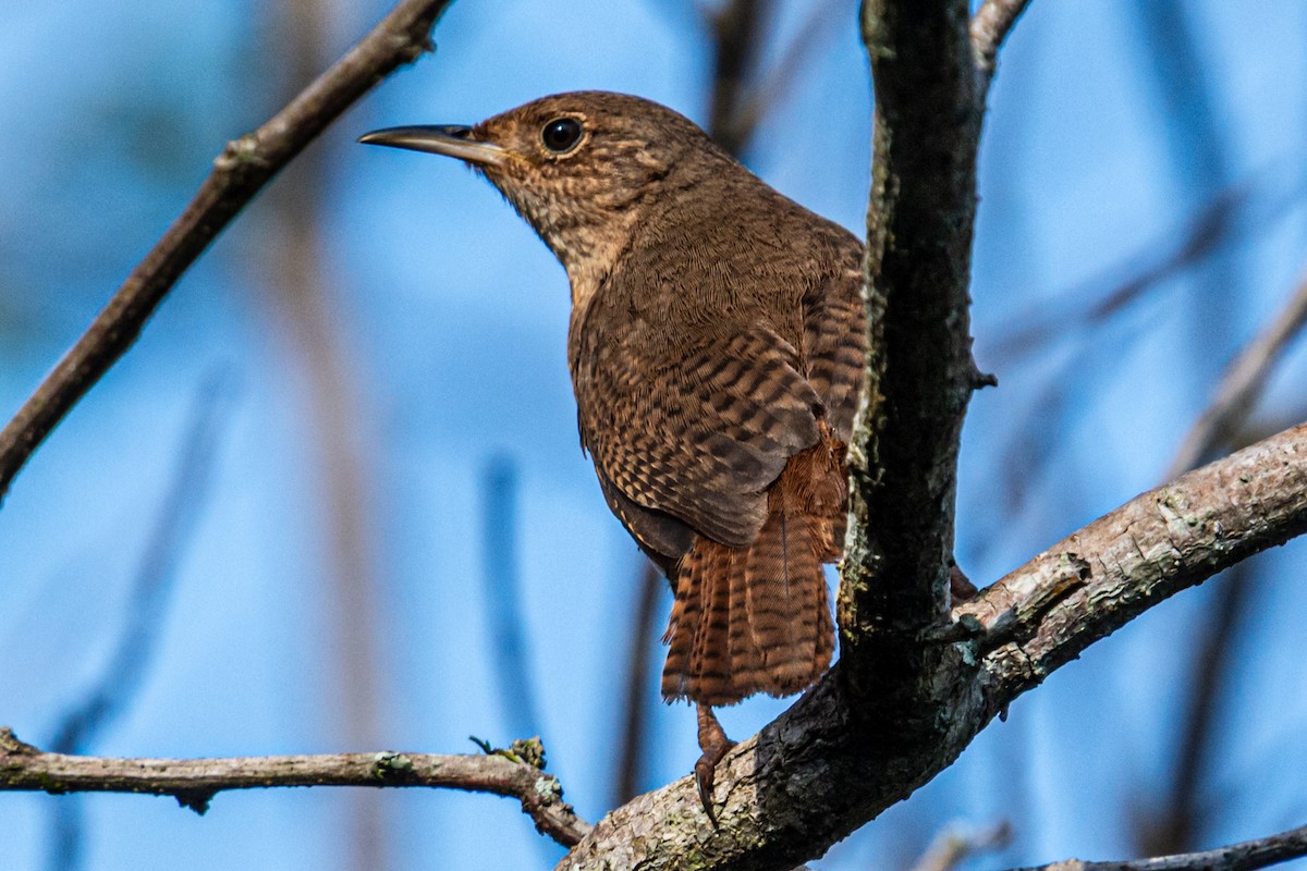 Southern House Wren - ML647856918