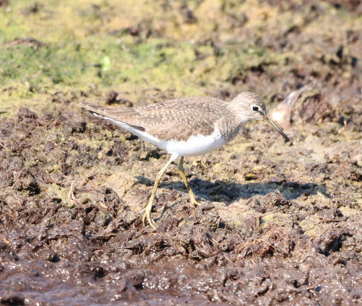 コシグロクサシギ - ML647856935