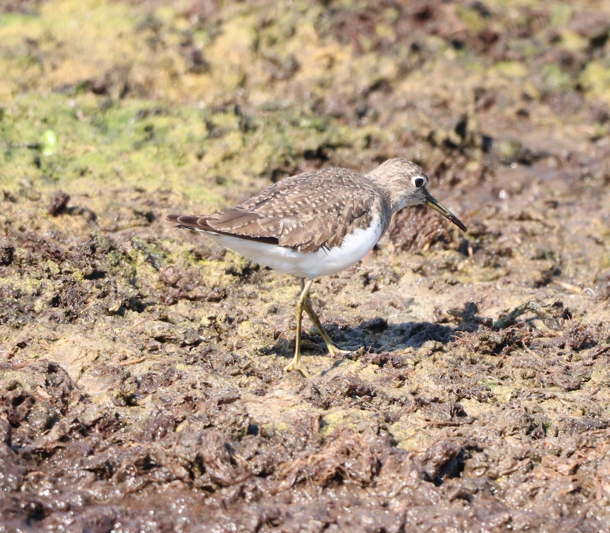 コシグロクサシギ - ML647856936