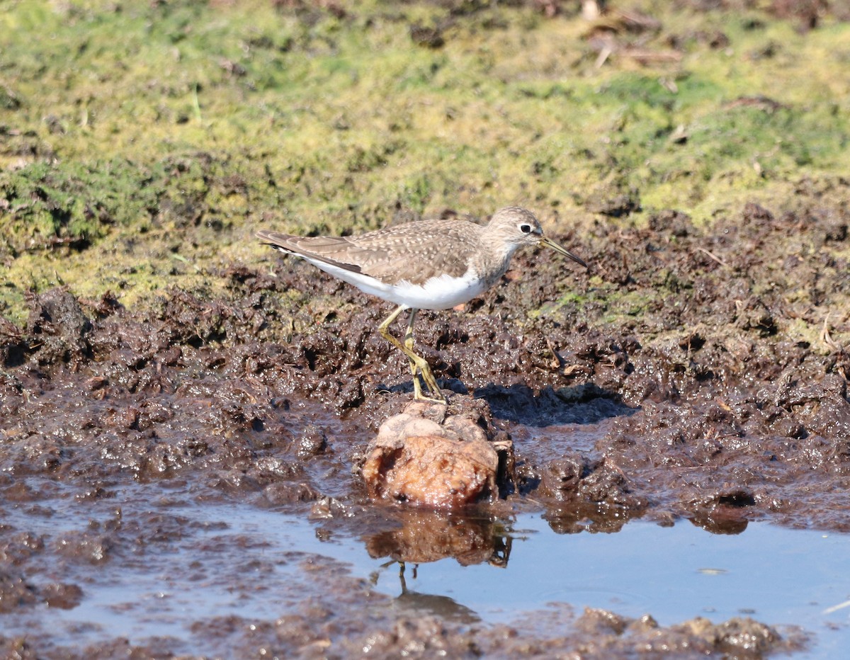 コシグロクサシギ - ML647856937