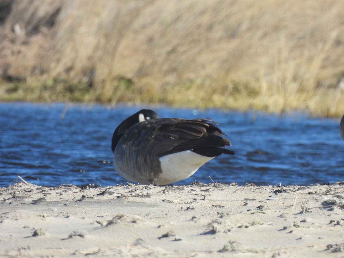 Казарка канадська - ML647856939