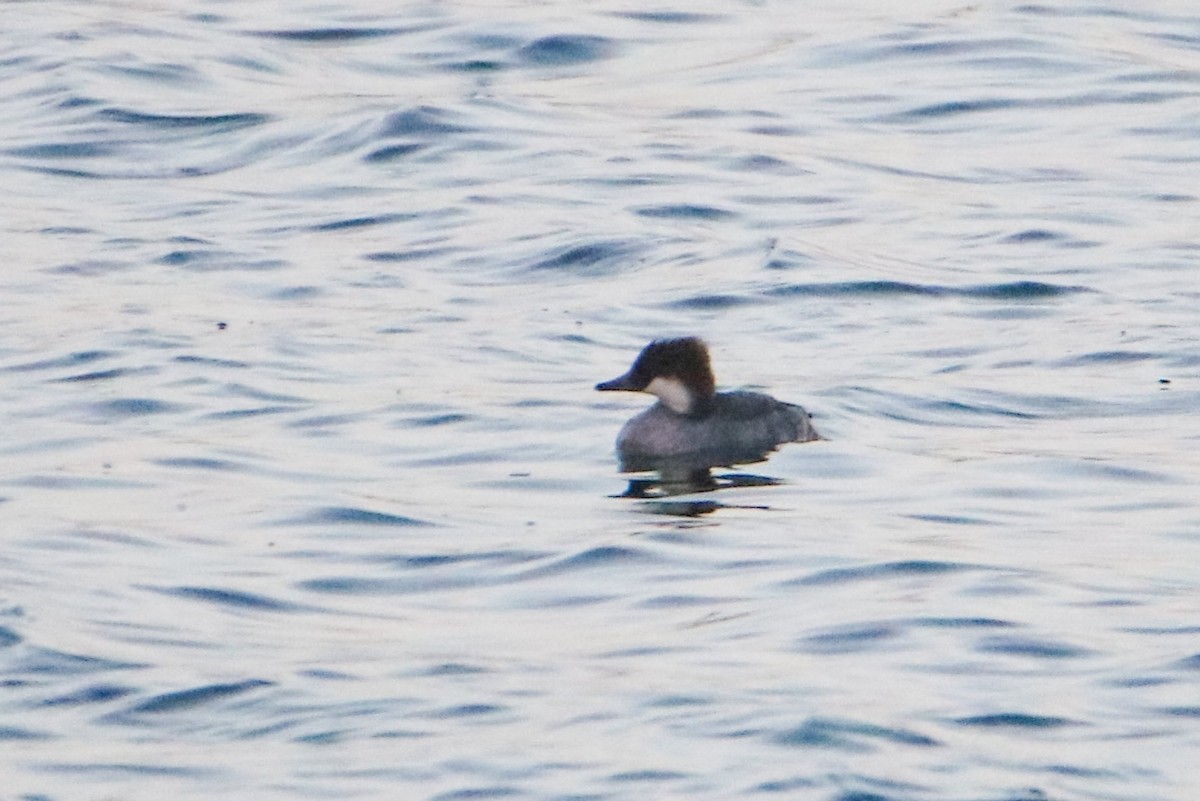 מרגון גמדי - ML647856952