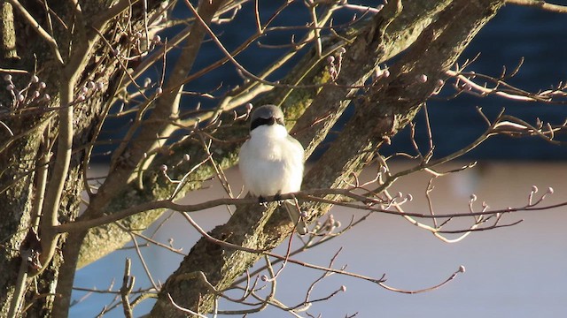 Сорокопуд американський - ML647856982