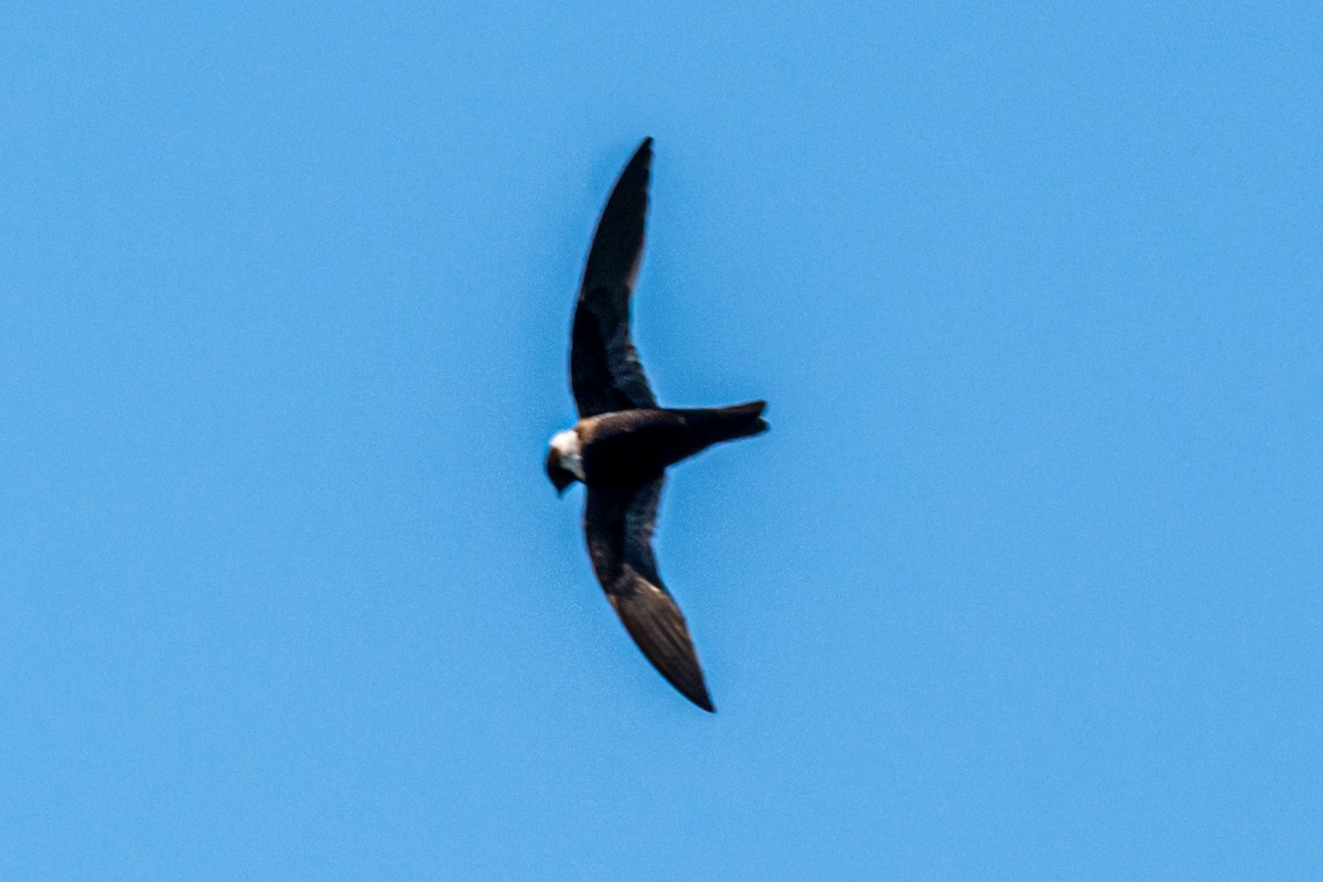 Halsbandsegler - ML647857006