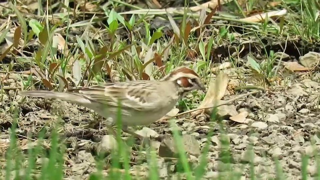 Потюк - ML647857031