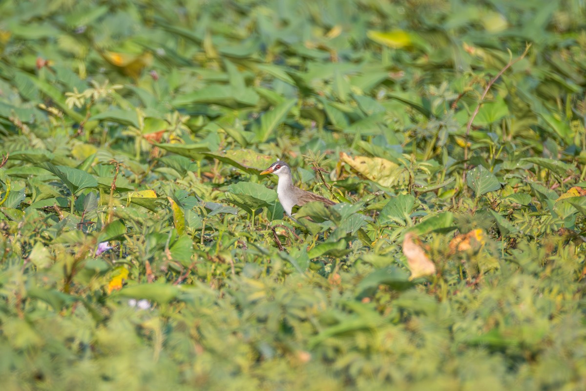 White-browed Crake - ML647857038