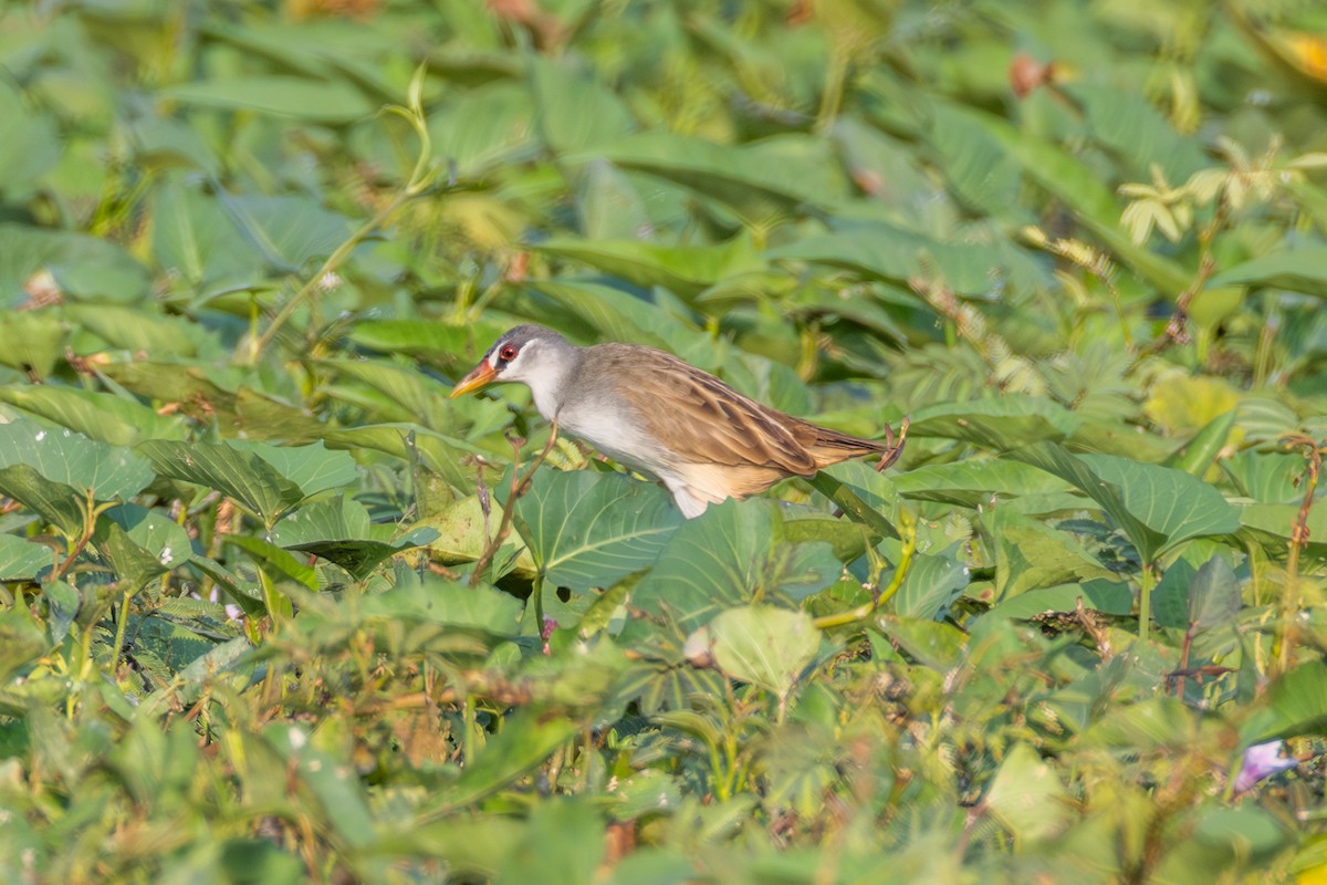 White-browed Crake - ML647857041