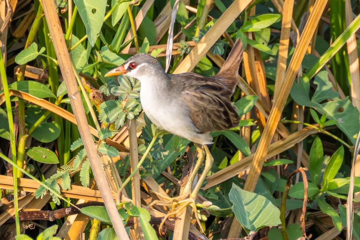 White-browed Crake - ML647857042