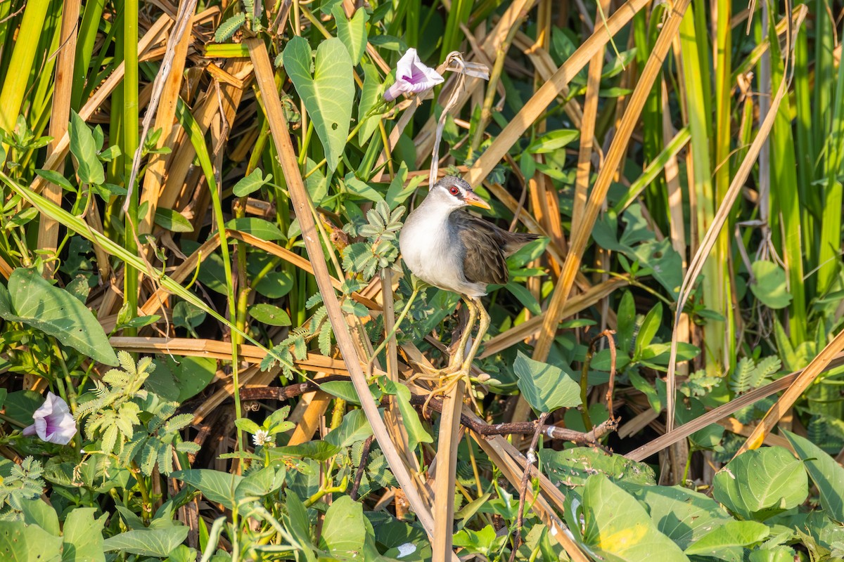 White-browed Crake - ML647857043