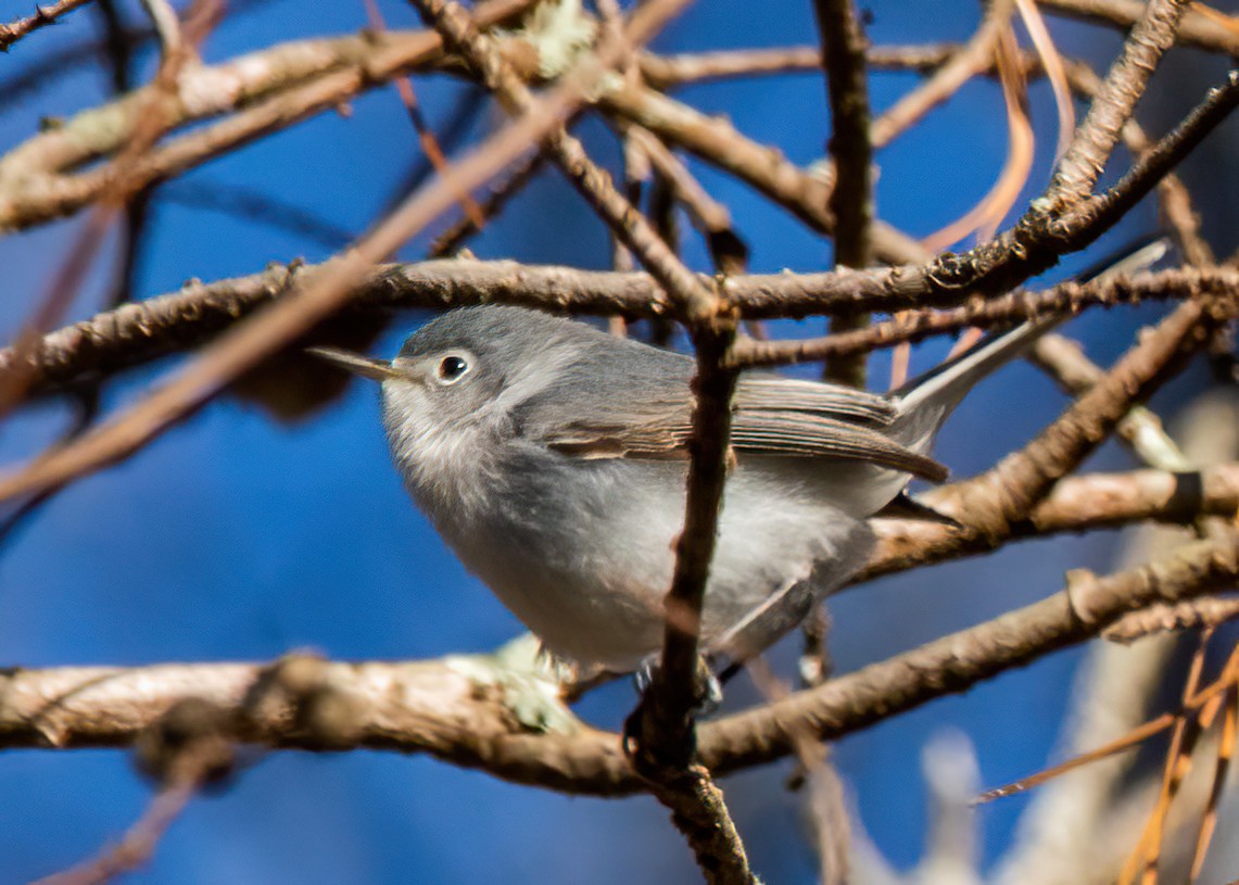 ブユムシクイ - ML647857047