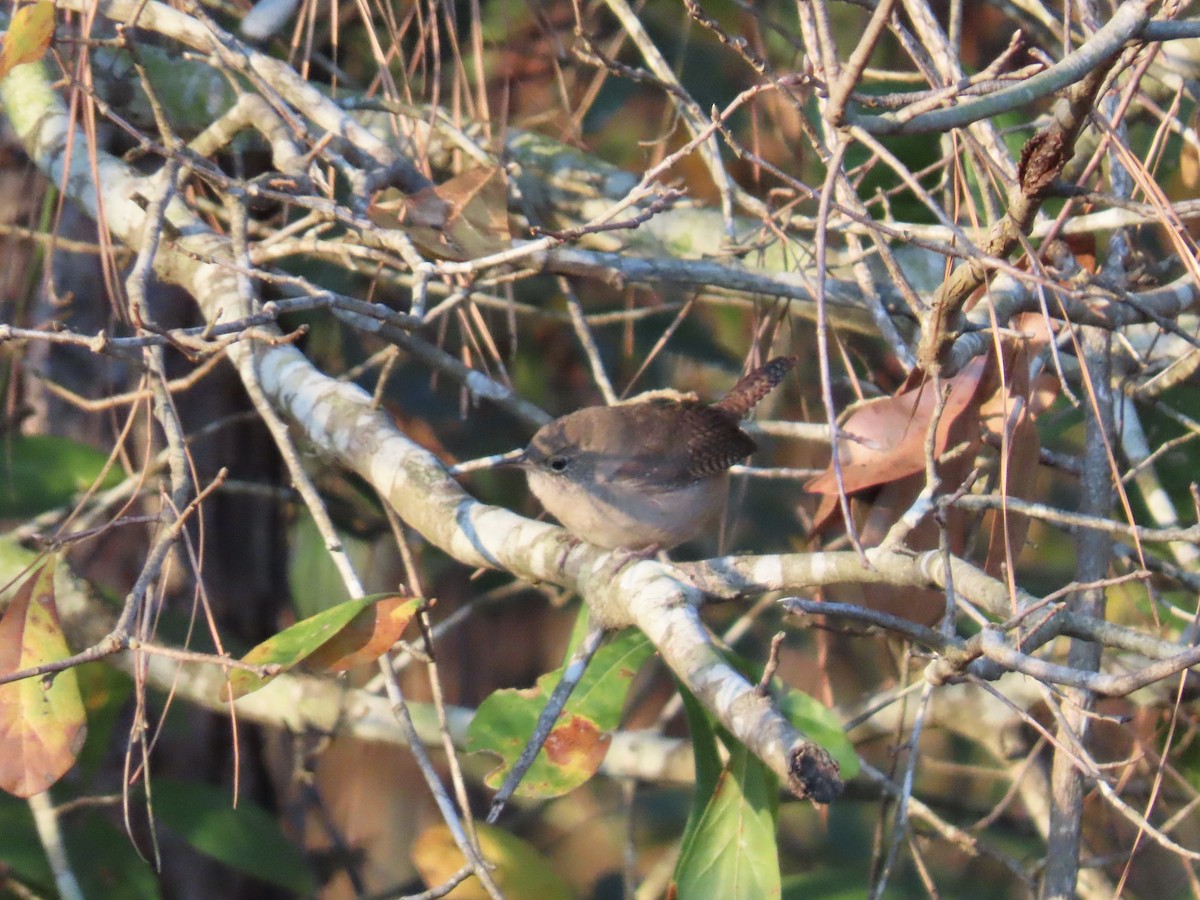 Northern House Wren - ML647857061