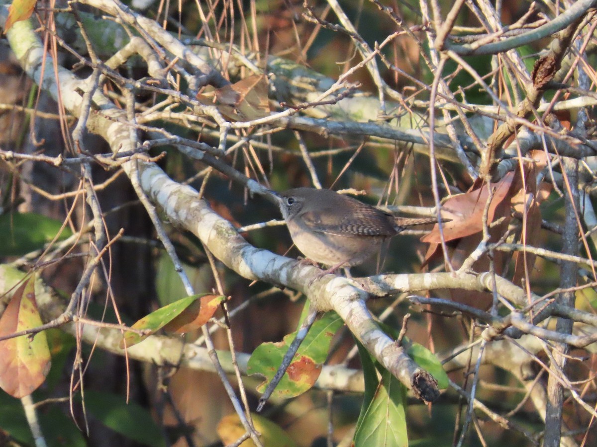 Northern House Wren - ML647857062