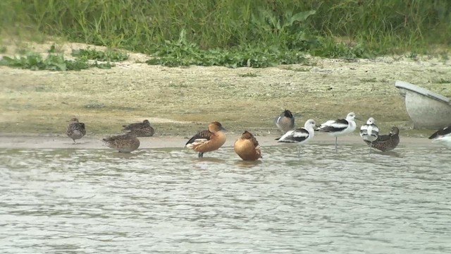 Свистач рудий - ML647857066