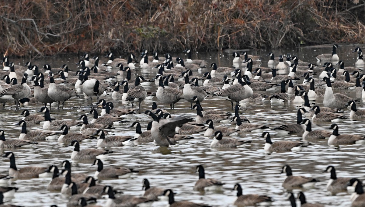 Казарка канадська - ML647857070