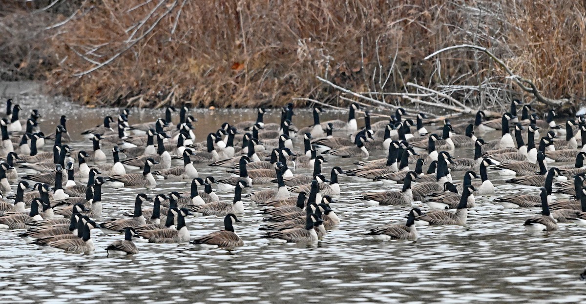 Казарка канадська - ML647857071