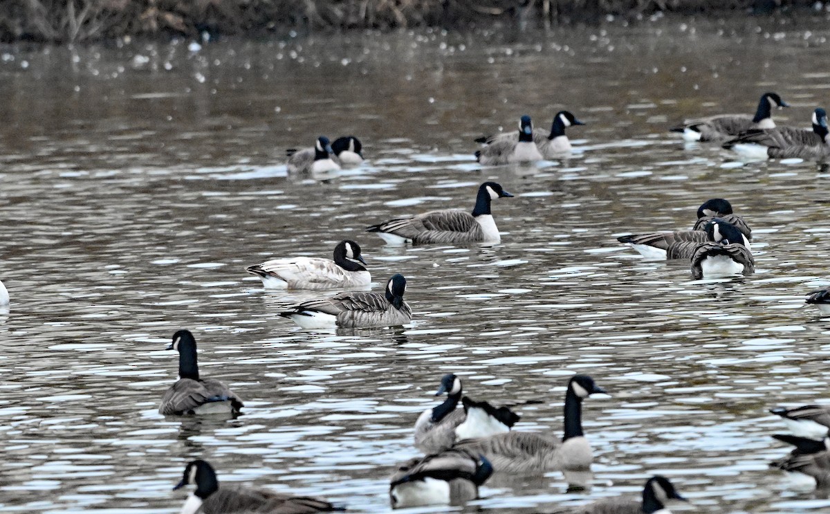 Казарка канадська - ML647857072