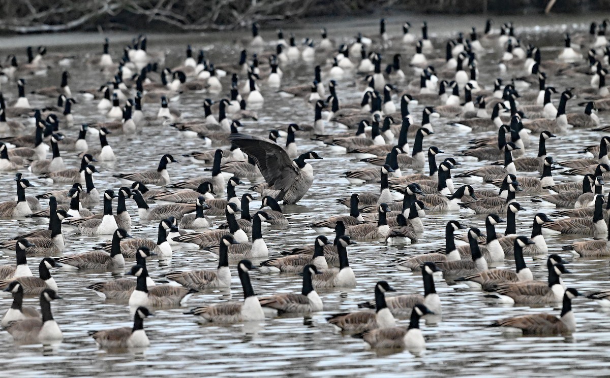 Казарка канадська - ML647857073