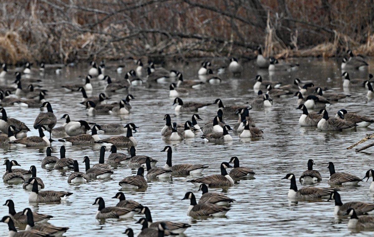 Казарка канадська - ML647857074