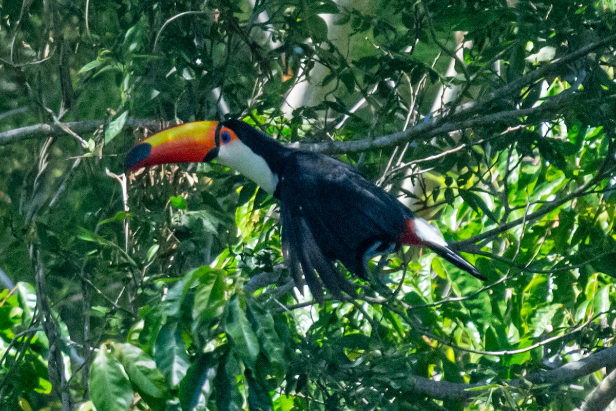 Toco Toucan - ML647857079