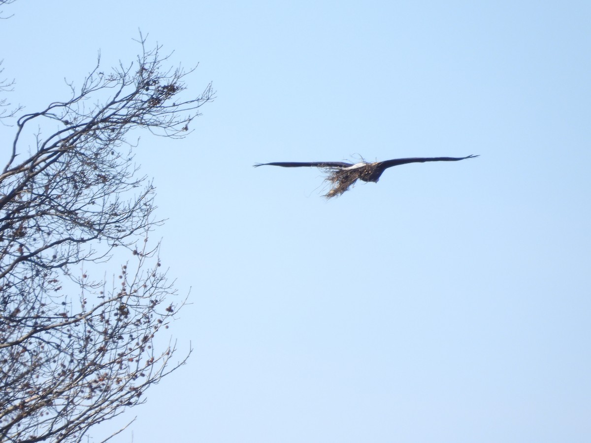 Pigargo Americano - ML647857088