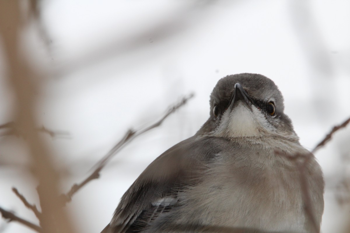 マネシツグミ - ML647857104